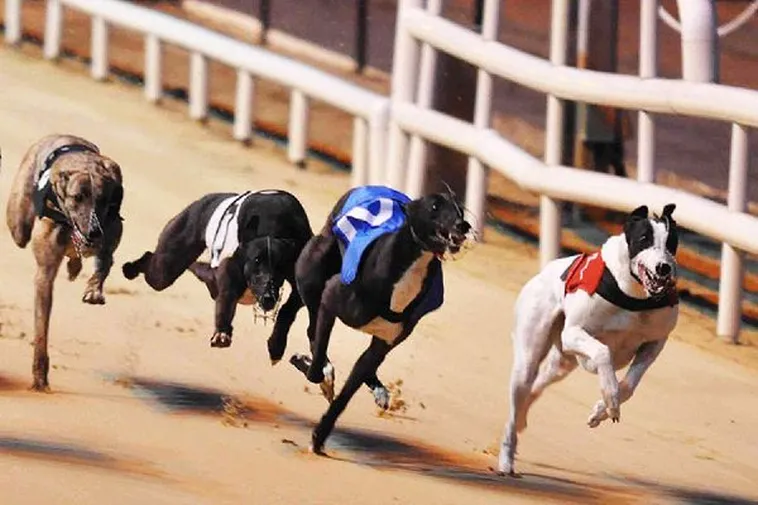 Bí Quyết Soi Kèo Cách Chơi Game Nhanh Đua Chó Tại Alo789 1 Bí Quyết Soi Kèo Cách Chơi Game Nhanh Đua Chó Tại Alo789