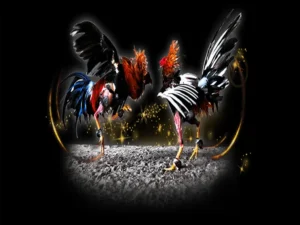 Bật Mí Cách Chơi Đá Gà Sabong Tại Alo789 Luôn Thắng Lớn 4 Bật Mí Cách Chơi Đá Gà Sabong Tại Alo789 Luôn Thắng Lớn