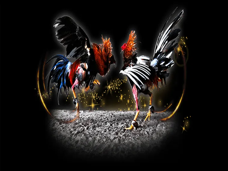 Bật Mí Cách Chơi Đá Gà Sabong Tại Alo789 Luôn Thắng Lớn 1 Bật Mí Cách Chơi Đá Gà Sabong Tại Alo789 Luôn Thắng Lớn