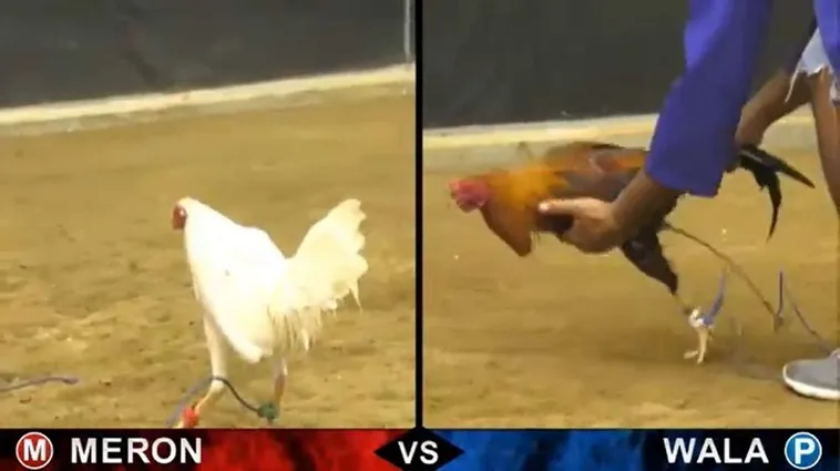 Bật Mí Cách Chơi Đá Gà Sabong Tại Alo789 Luôn Thắng Lớn 2 Bật Mí Cách Chơi Đá Gà Sabong Tại Alo789 Luôn Thắng Lớn